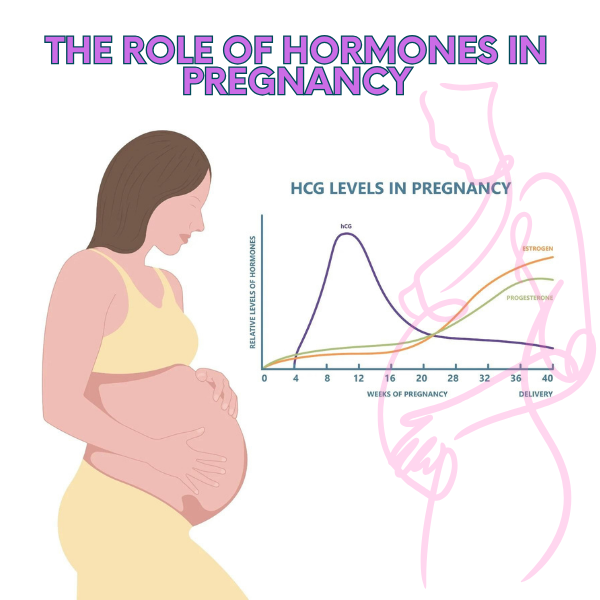 Understanding pregnancy hormones